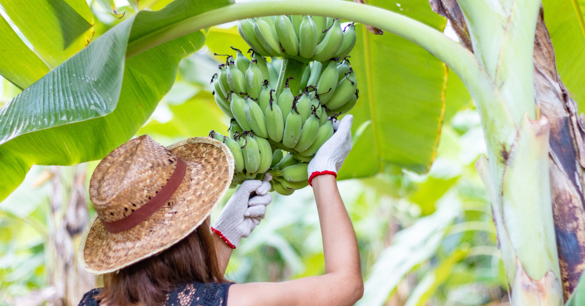 banana farm