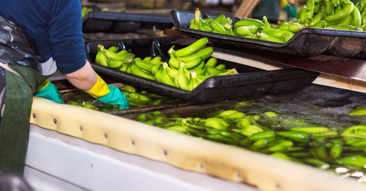 banana harvesting and cleaning